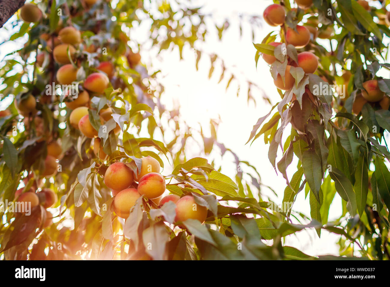 Reife Pfirsiche hängen am Baum im Herbst Obstgarten. Frische organische Früchte wachsen im Garten Stockfoto