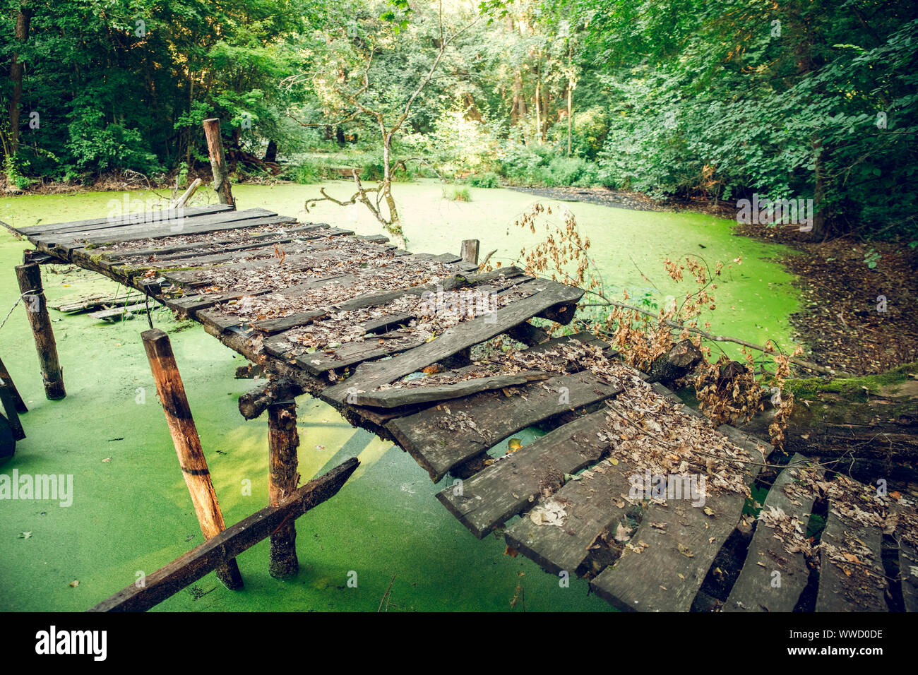 Chinesische Laternen im alten China townOvergrown Wasser im Sumpf. Sumpf im Wald Stockfoto