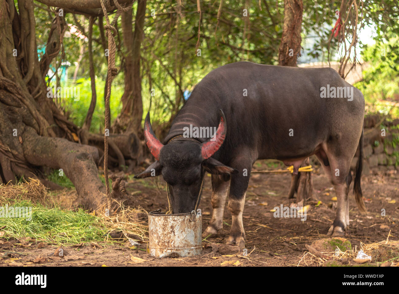 Indische Stier von Einheimischen für Landwirtschaft und Stierkämpfe häuslich Stockfoto