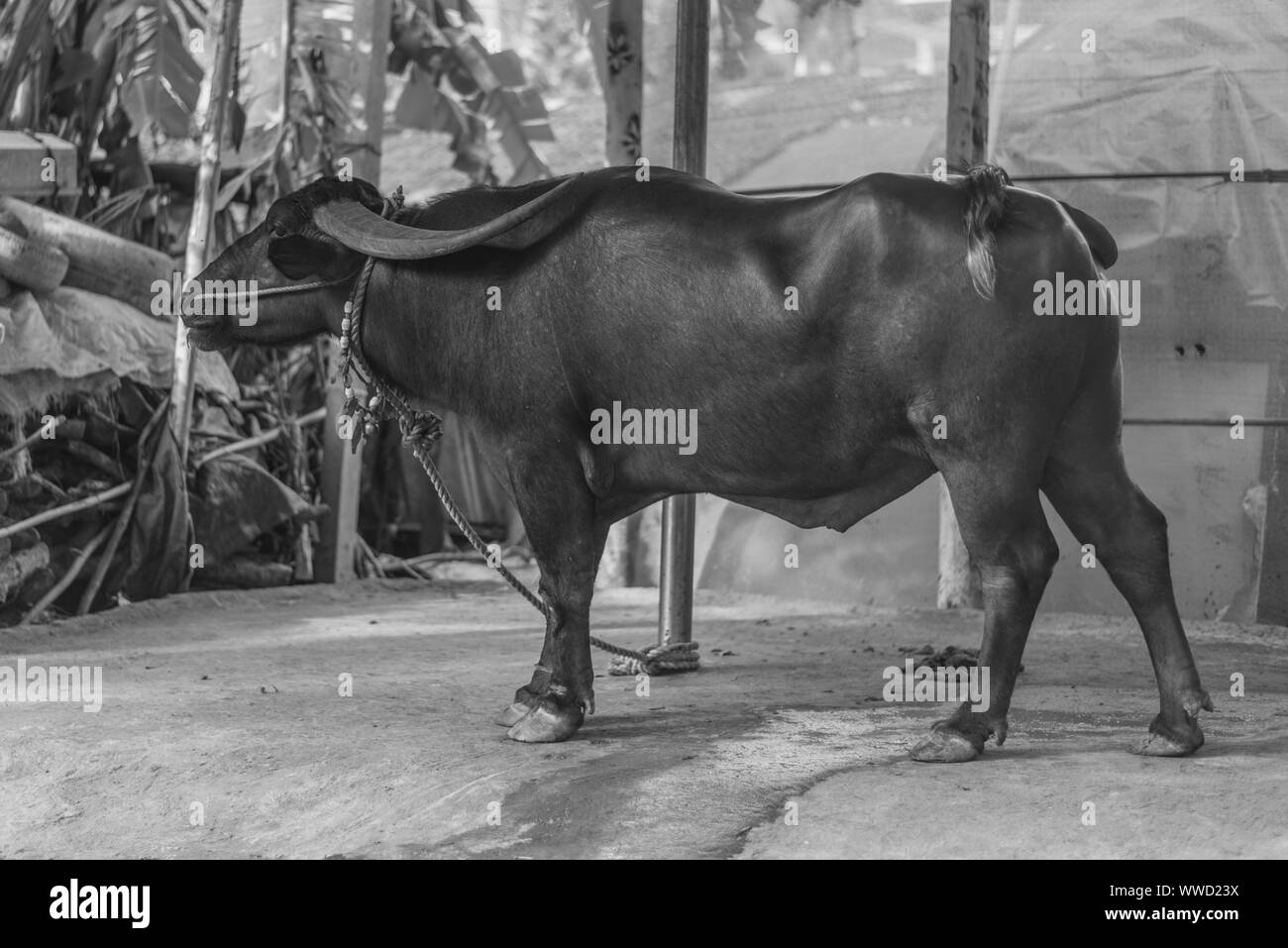 Indische Stier von Einheimischen für Landwirtschaft und Stierkämpfe häuslich Stockfoto