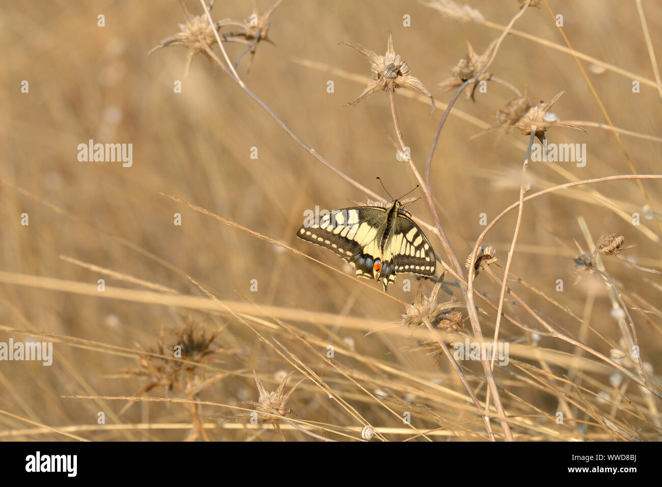 Swallowtail (Pieris brassicae), sitzt auf der Grashalme Stockfoto