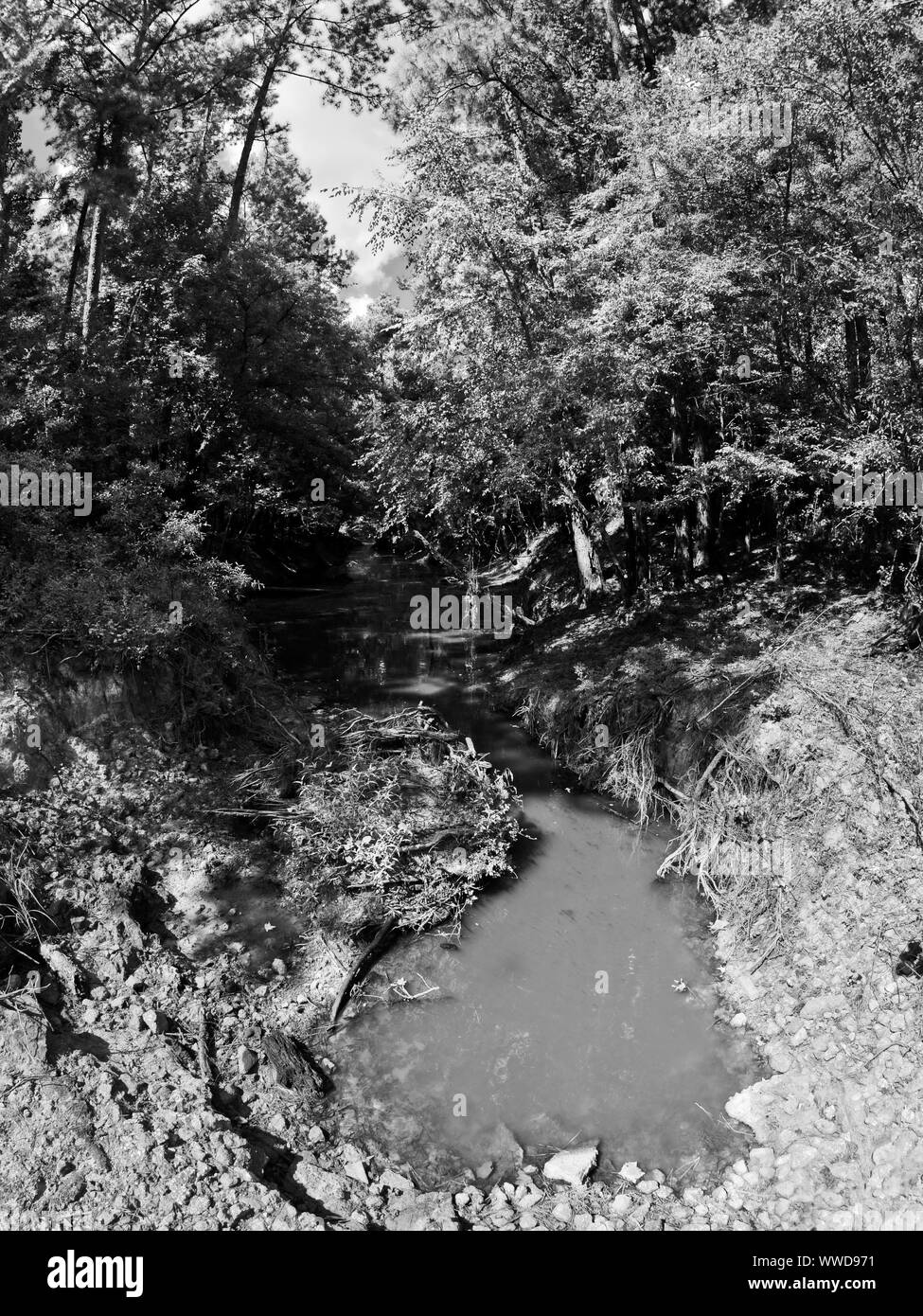 The Woodlands, TX USA - 08/23/2019 - Creek Austrocknen mit kein Durchfluss in B&W Stockfoto