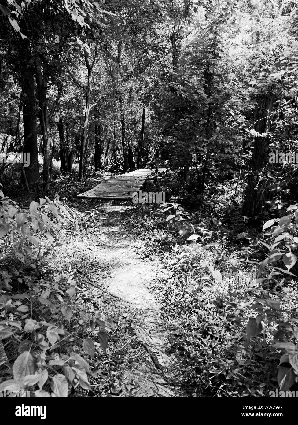 The Woodlands, TX USA - 08/23/2019 - Pfad in den Wald zu einer Brücke 1 in B&W Stockfoto