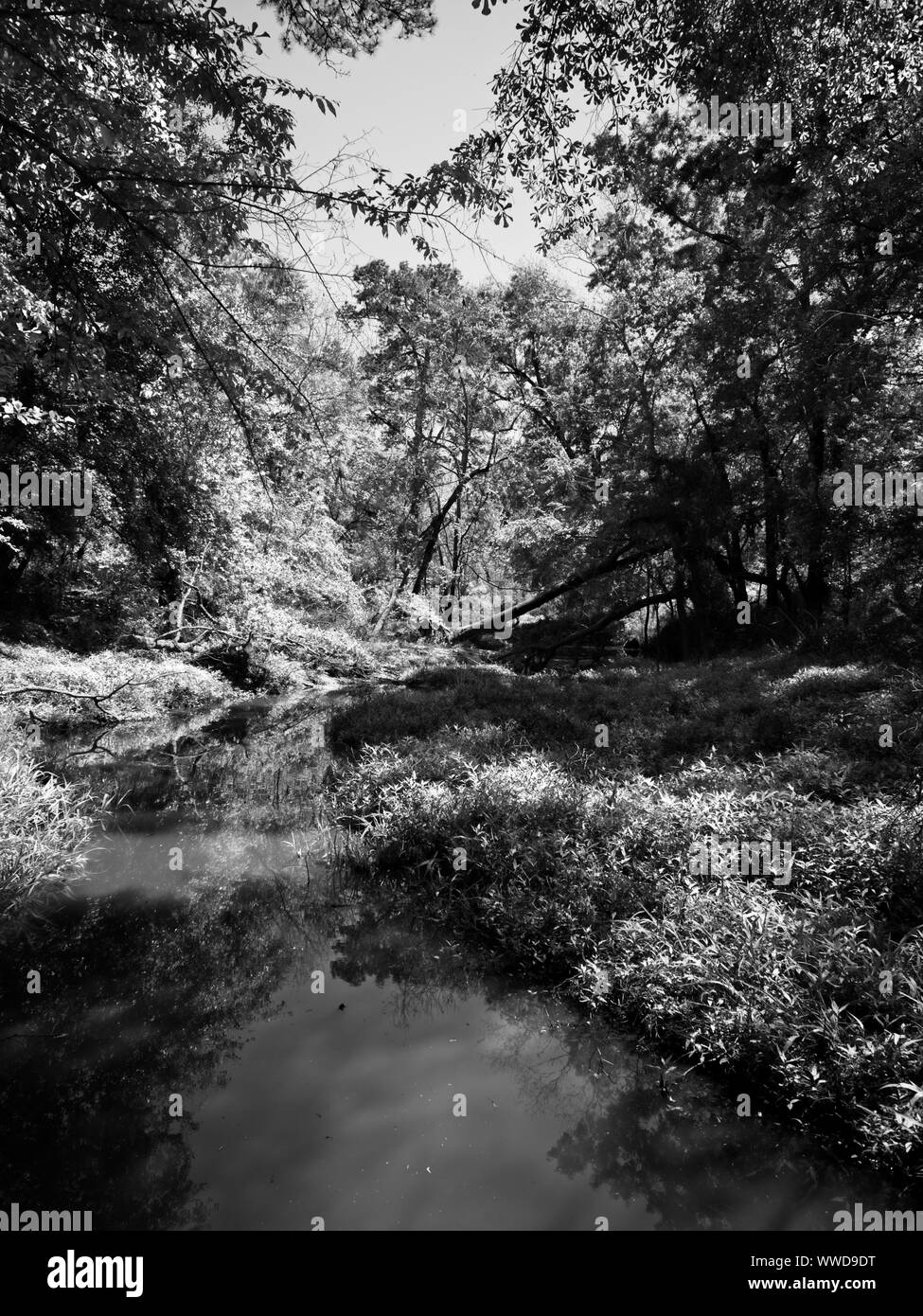 Das Waldland TX USA - 03-26-2019 - Wasser im Holz in B&W Stockfoto