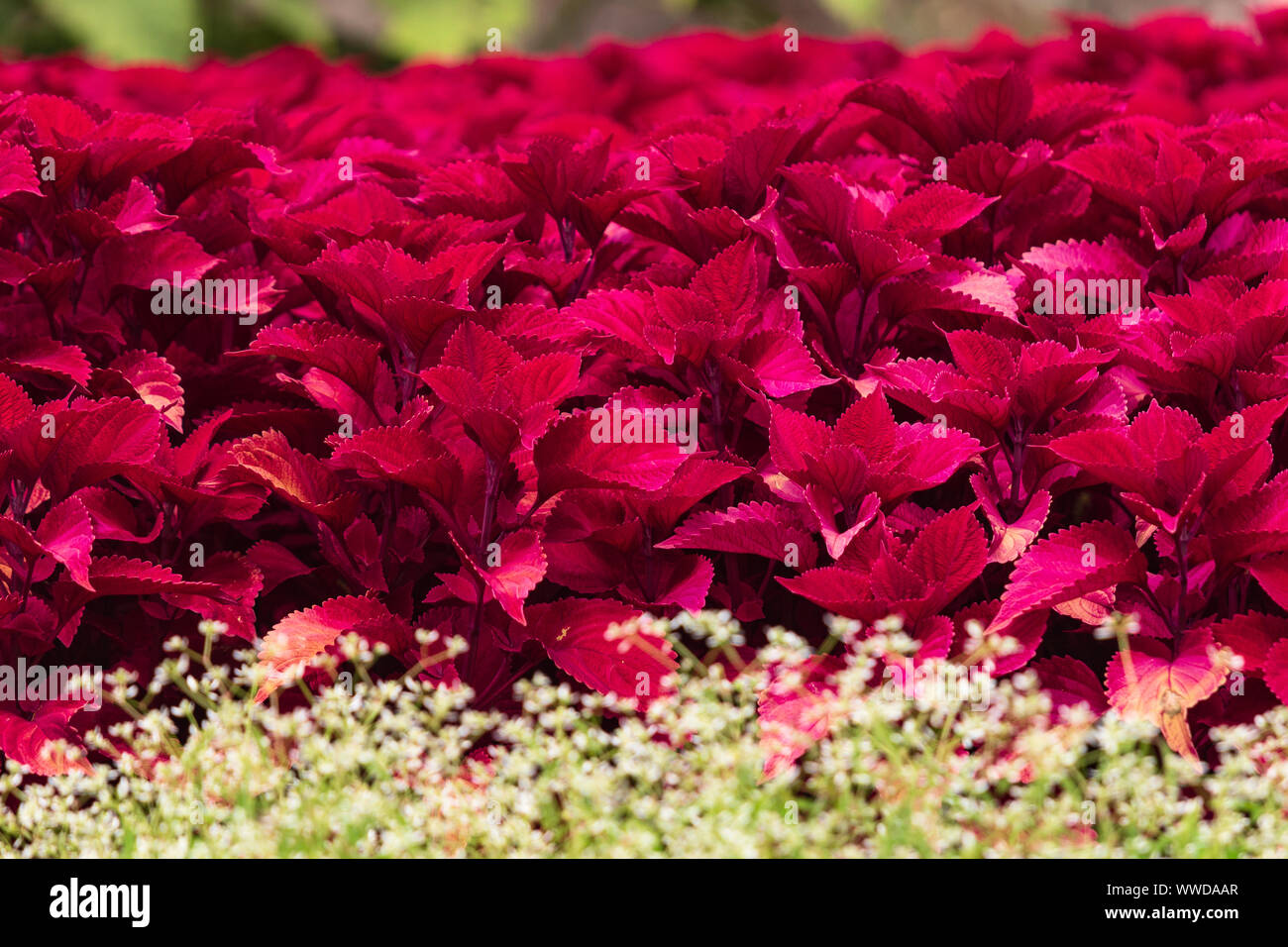 Obwohl in der Regel Schatten - Lieben, die Red Hat Vielzahl von coleus (Plectranthus scutellarioides) Gedeiht in Sonne, in diesem auffälligen Anzeige der Farbe. Stockfoto