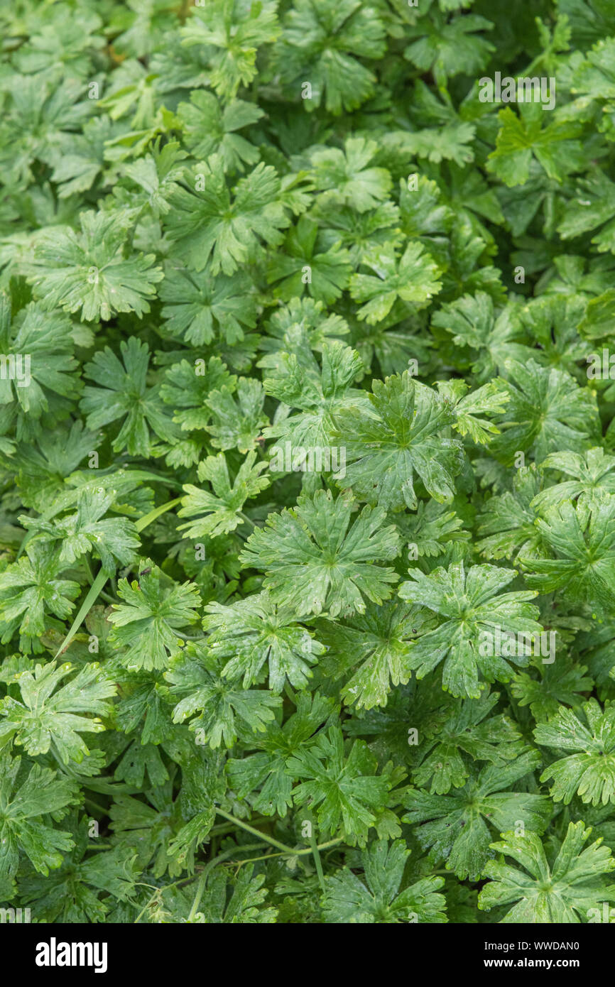 Blätter von Dove's-foot Crane's-bill/Dovefoot Geranie/Geranium molle in das Feld ein. Heilpflanze in pflanzliche Heilmittel verwendet. Patch von Unkraut, Unkraut Patch. Stockfoto