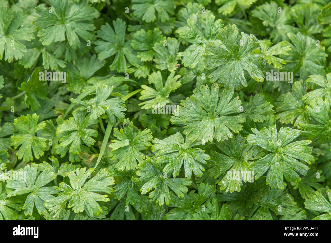 Blätter von Dove's-foot Crane's-bill/Dovefoot Geranie/Geranium molle in das Feld ein. Heilpflanze in pflanzliche Heilmittel verwendet. Patch von Unkraut, Unkraut Patch. Stockfoto