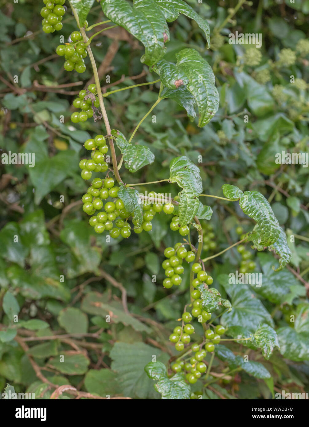 Unreife grüne giftige Beeren des Schwarzen Bryony - Tamus communis/Dioscorea communis in einem britischen Hecke. Stockfoto