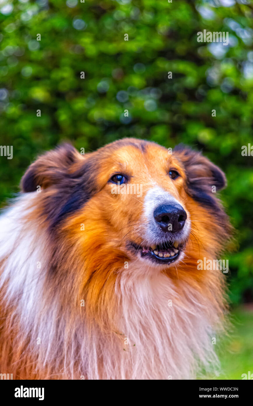 Porträt einer amerikanischen Border Collie Stockfoto