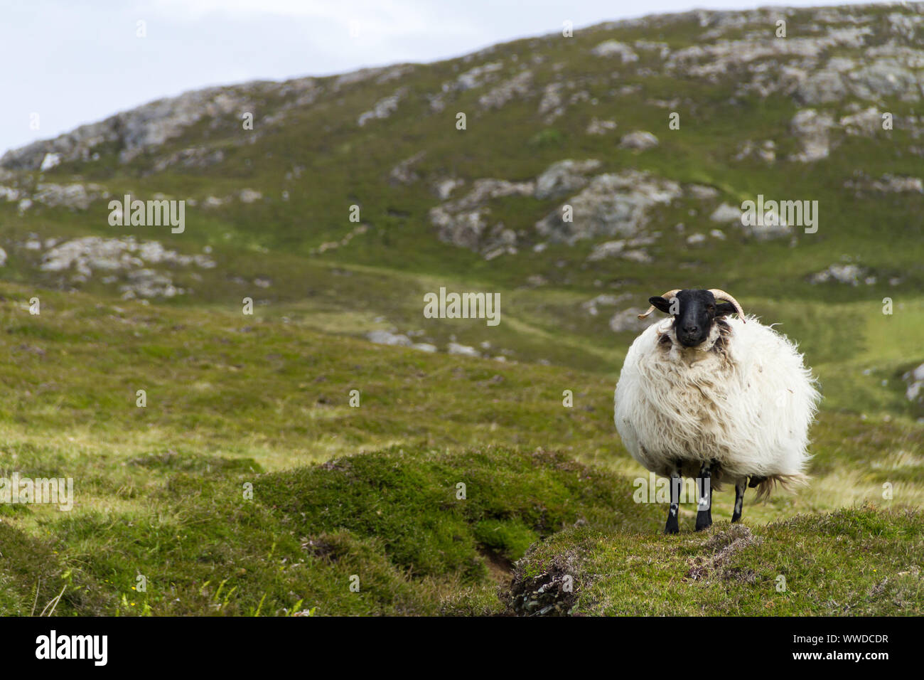 Mayo Blackface Schaf in die raue Landschaft von Connemara, County Galway, West Irland Stockfoto