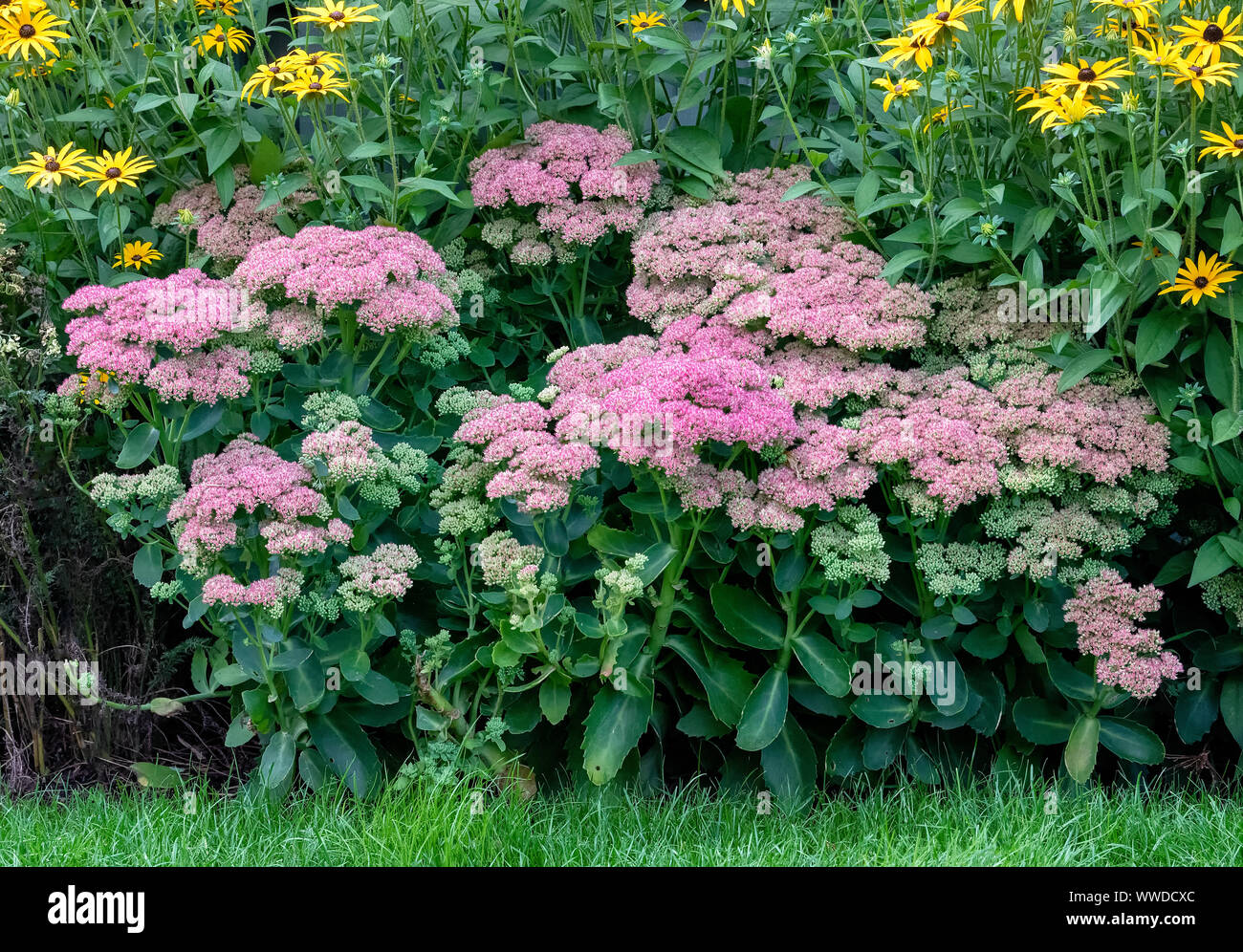 Rosa Eis Pflanzen (Sedum spectabile) Gerade in voller Blüte stehen und durch gelbe Rudbekias Pflanzen umgeben Stockfoto