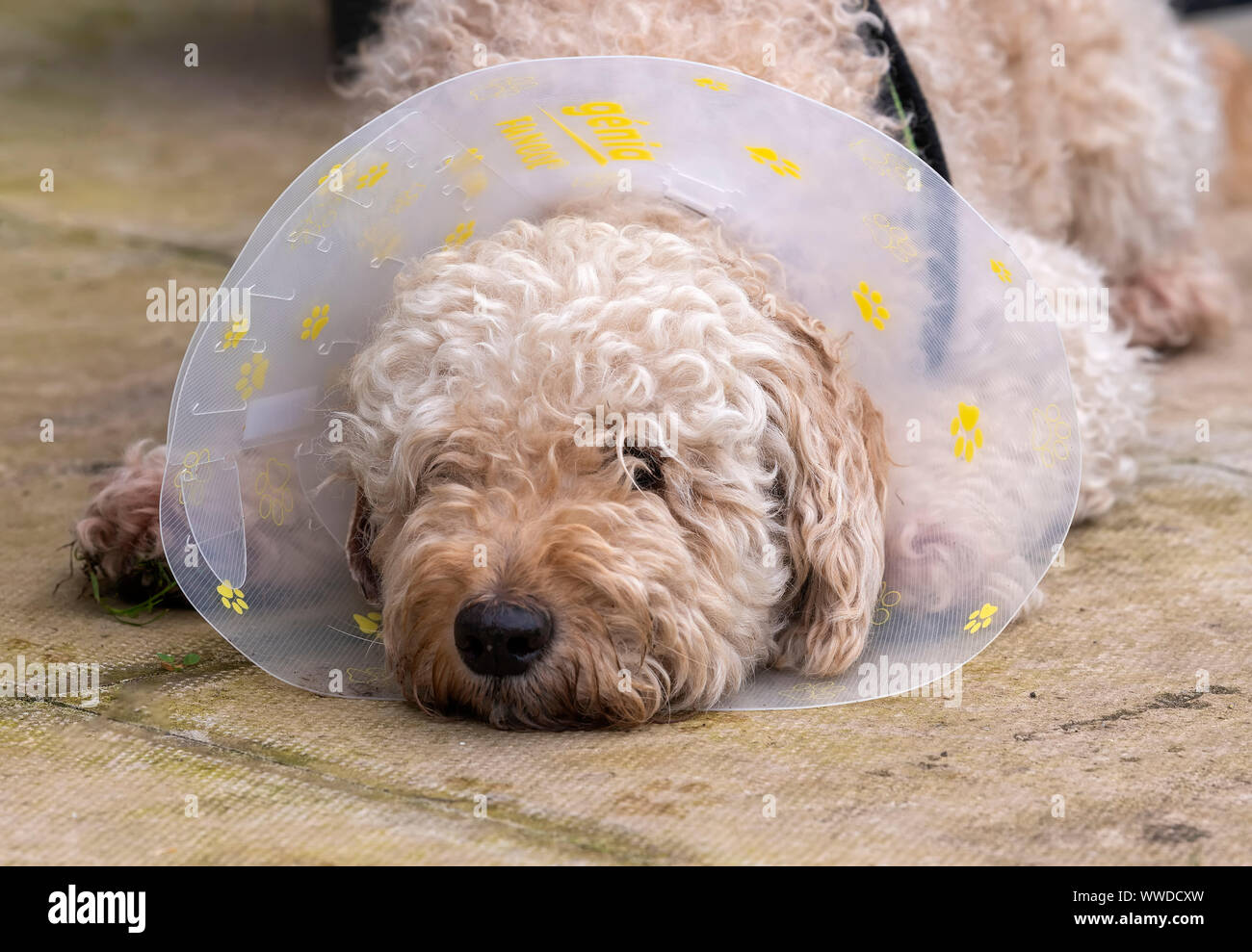 Traurig suche Labradoodle Hund trägt ein Buster Kragen aus Kratzen an der Wunde zu stoppen Links nach einem chirurgischen Eingriff Stockfoto