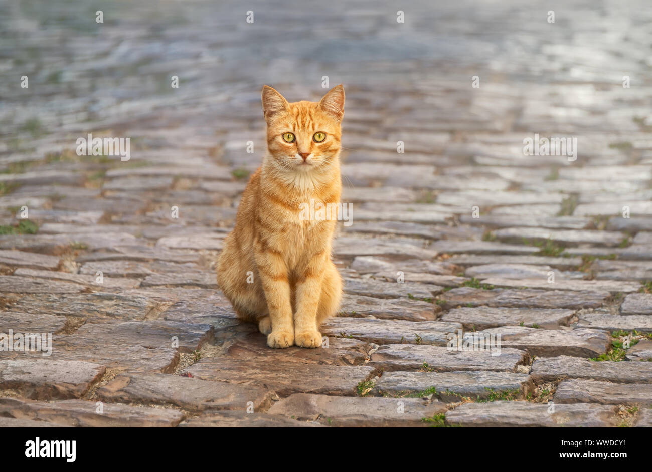 Cute rot gestromte Katze Kätzchen saß auf einem Stein in einem griechischen Dorf Gasse und neugierig beobachten, Lesbos, Griechenland, Europa Stockfoto