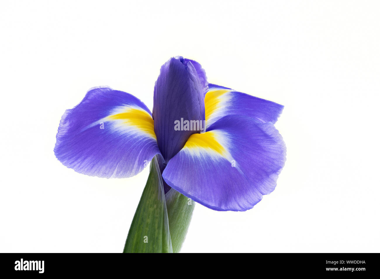 Schöne single Blue Iris Blume abgebildet gegen einen weißen Hintergrund Stockfoto