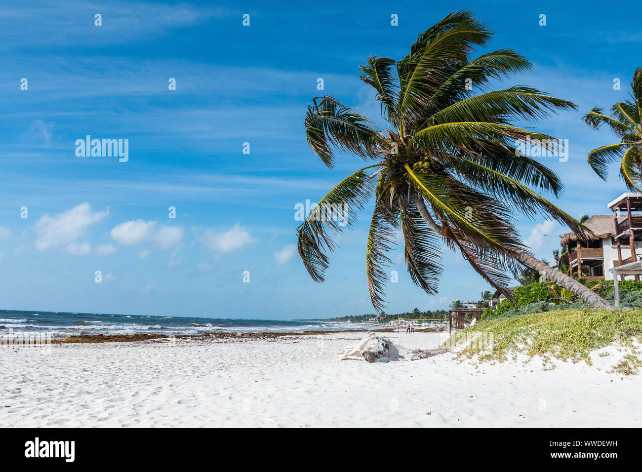 Tulum, Yucatan, Riviera Maya. Tulum Strand mit schönen Palmen, dem Karibischen Meer in Mexiko. Stockfoto