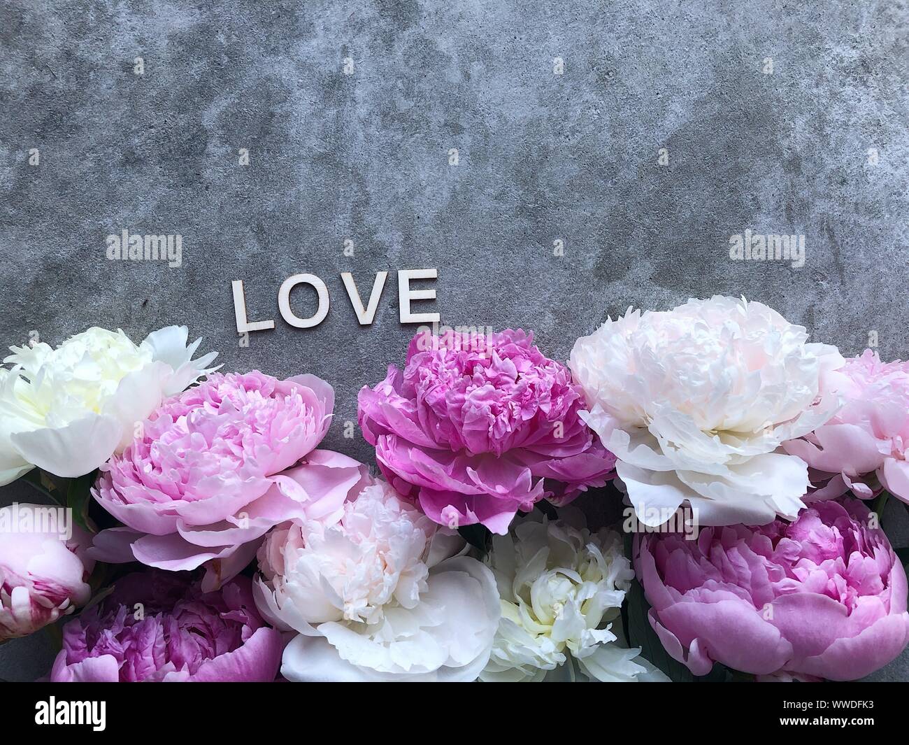 Pfingstrosen auf grauem Hintergrund um das Wort Liebe Stockfoto