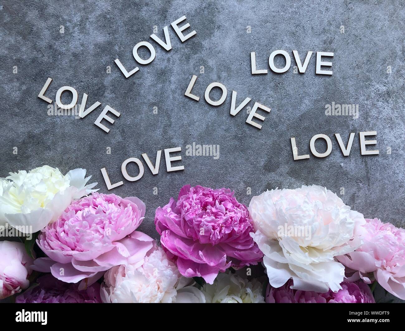 Pfingstrosen auf grauem Hintergrund rund um die Worte Liebe Stockfoto