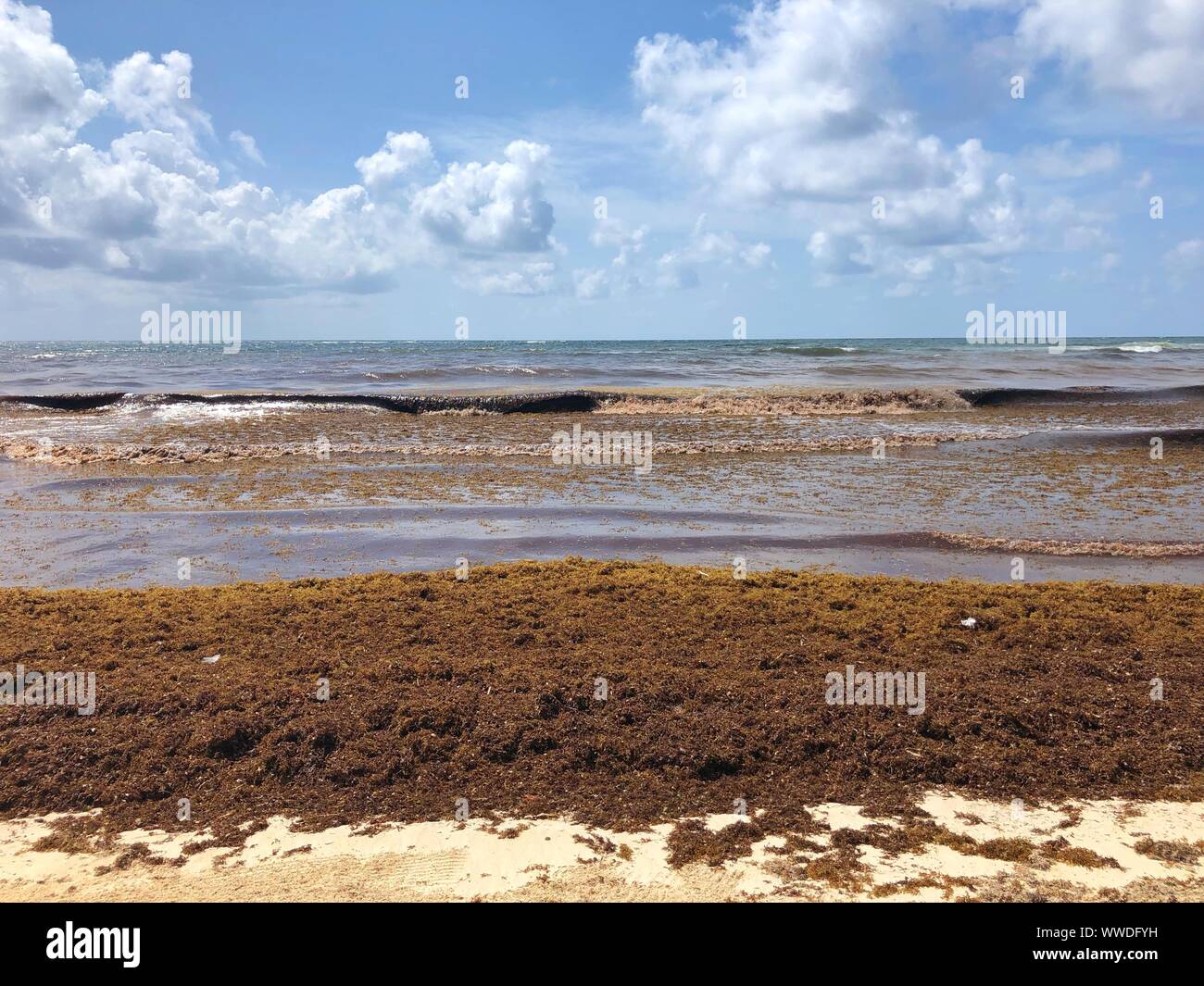 Sargassum Algen am Strand, Tulum, Yucatan, Mexiko Stockfoto