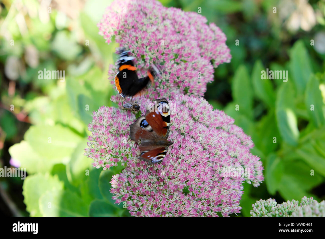 Painted Lady Schmetterling und Pfau Butterblumen in einem Herbstgarten Fütterung auf Sedum spectabile im September 2019 Carmarthenshire Wales UK KATHY DEWITT Stockfoto