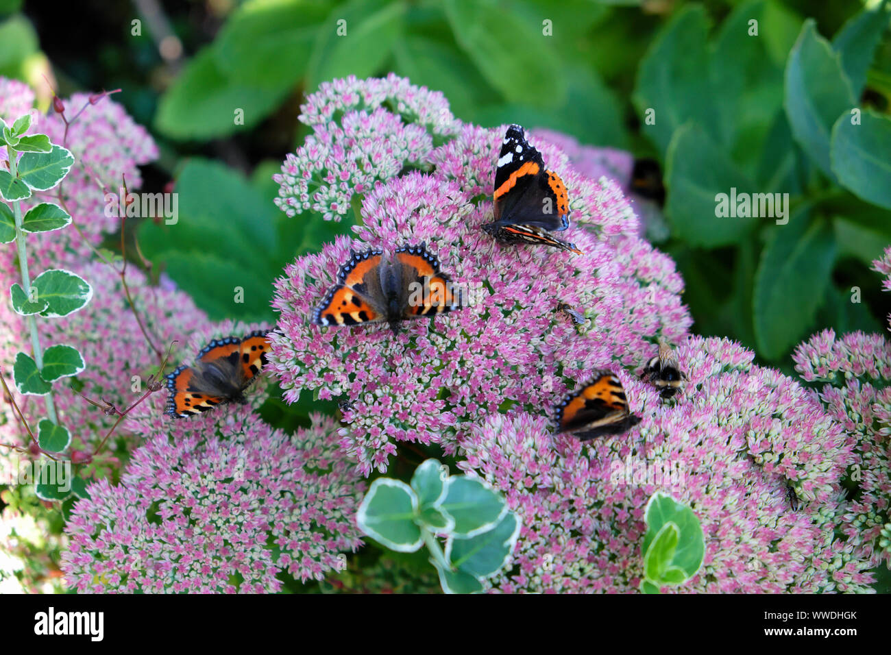 Aglais urticae Schmetterlinge & bemalte Lady Vanessa Cardui Zustrom Fütterung & rosa Sedum spectabile im Herbstgarten September 2019 Wales UK KATHY DEWITT Stockfoto