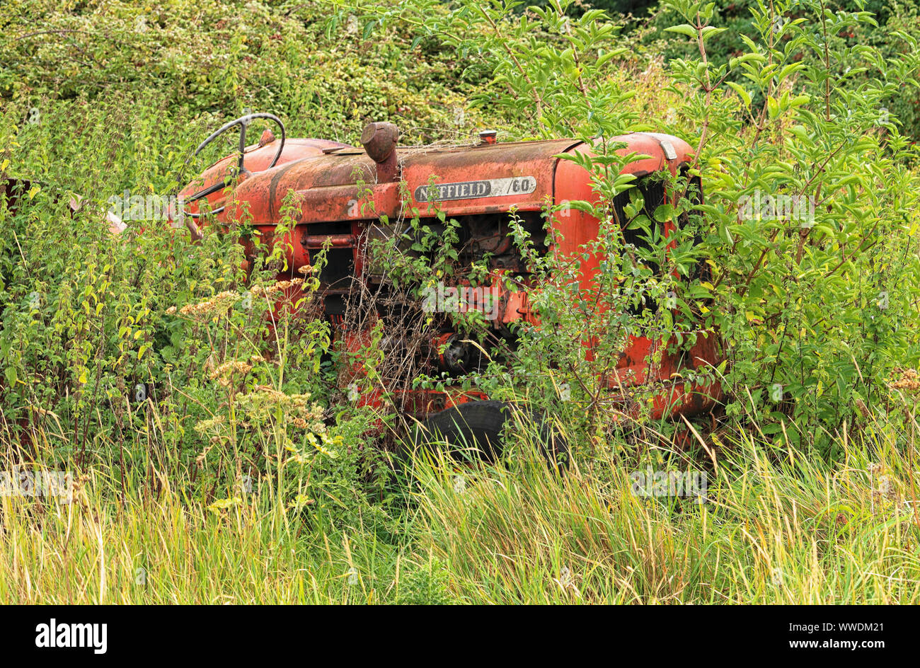 Abgebrochene Vintage Nuffield Traktor mit Unkraut wachsen aus ihm heraus Stockfoto