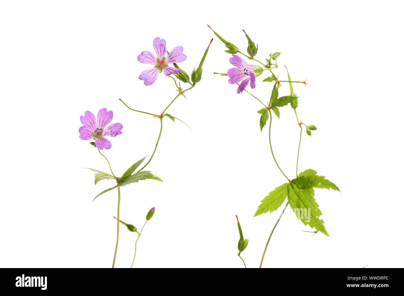 Blühende cranesbill Geranium Pflanzen gegen Weiße isoliert Stockfoto