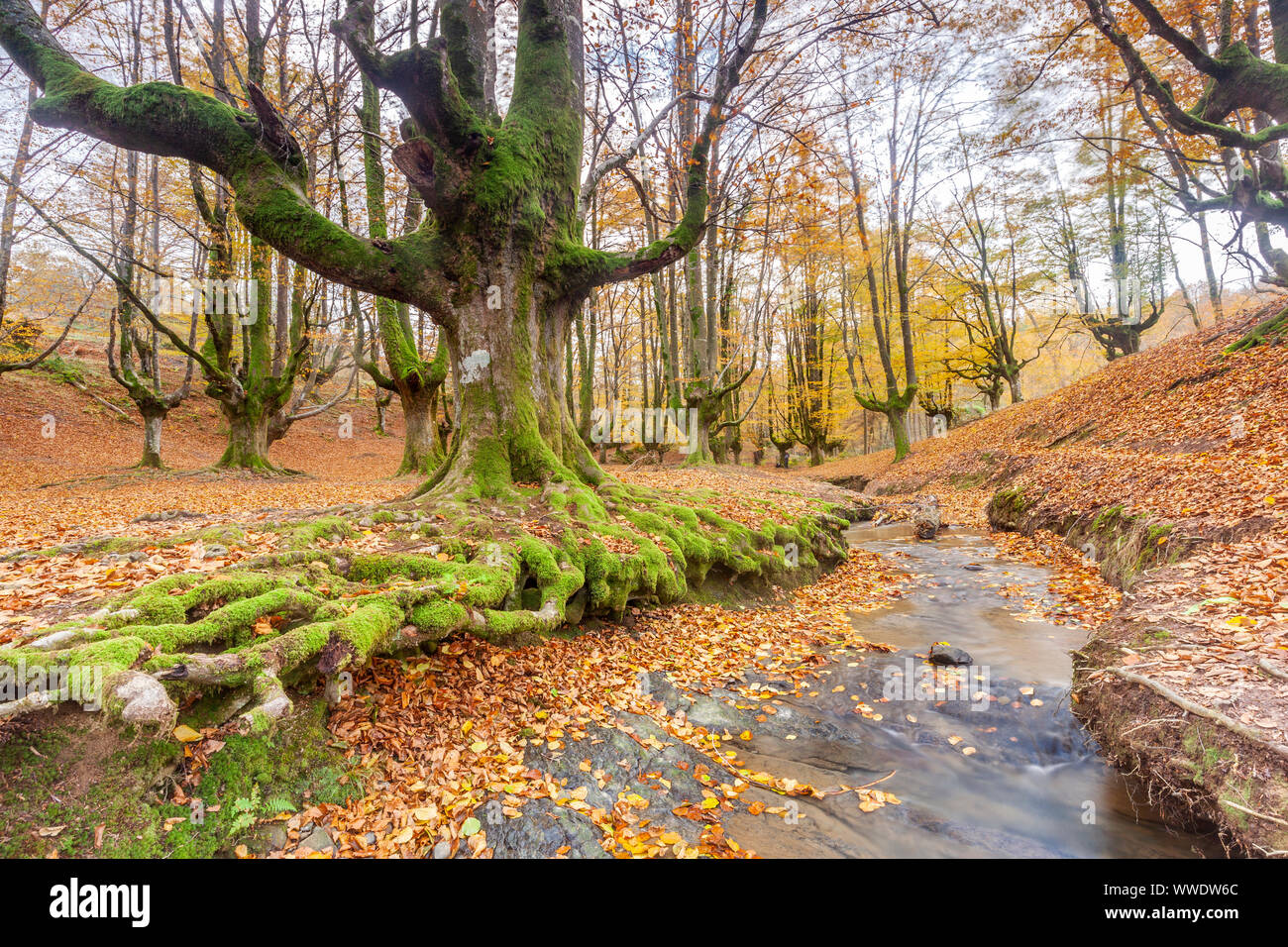 Buche Wald von Otzarreta, Naturpark Gorbeia, Vizcaya, Spanien Stockfoto