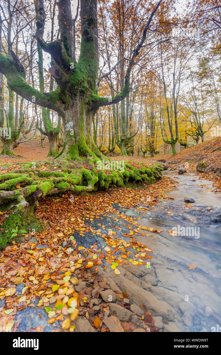 Buche Wald von Otzarreta, Naturpark Gorbeia, Vizcaya, Spanien Stockfoto