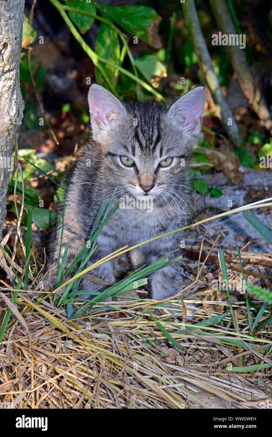 Detailansicht auf Grau tabby Kitten mit einem grimmigen Blick in den Schatten der Sträucher Stockfoto