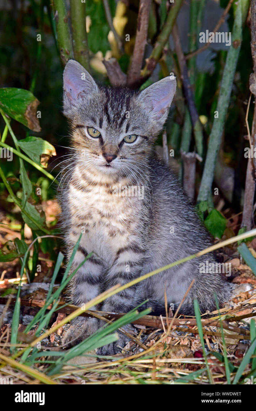 Detailansicht auf einem grauen Tabby kitten aufrechten Sitzen im Schatten der Sträucher Stockfoto