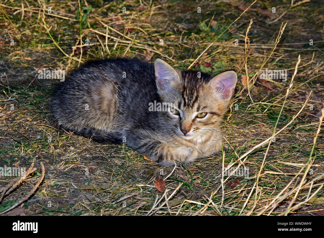 Grau tabby kitten Verlegung auf verdorrten Rasen mit Pfoten unter verstaut Stockfoto