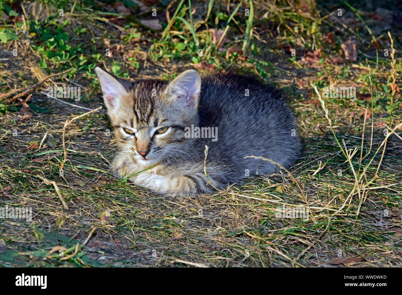 Mackerel Tabby kitten Verlegung auf verdorrten Rasen Stockfoto