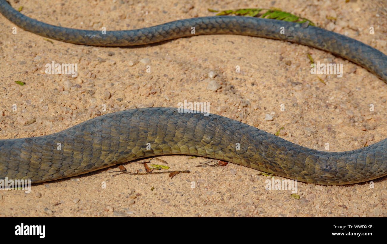 Black Mamba Dendroaspis polylepis, Haut auf den Boden Stockfoto