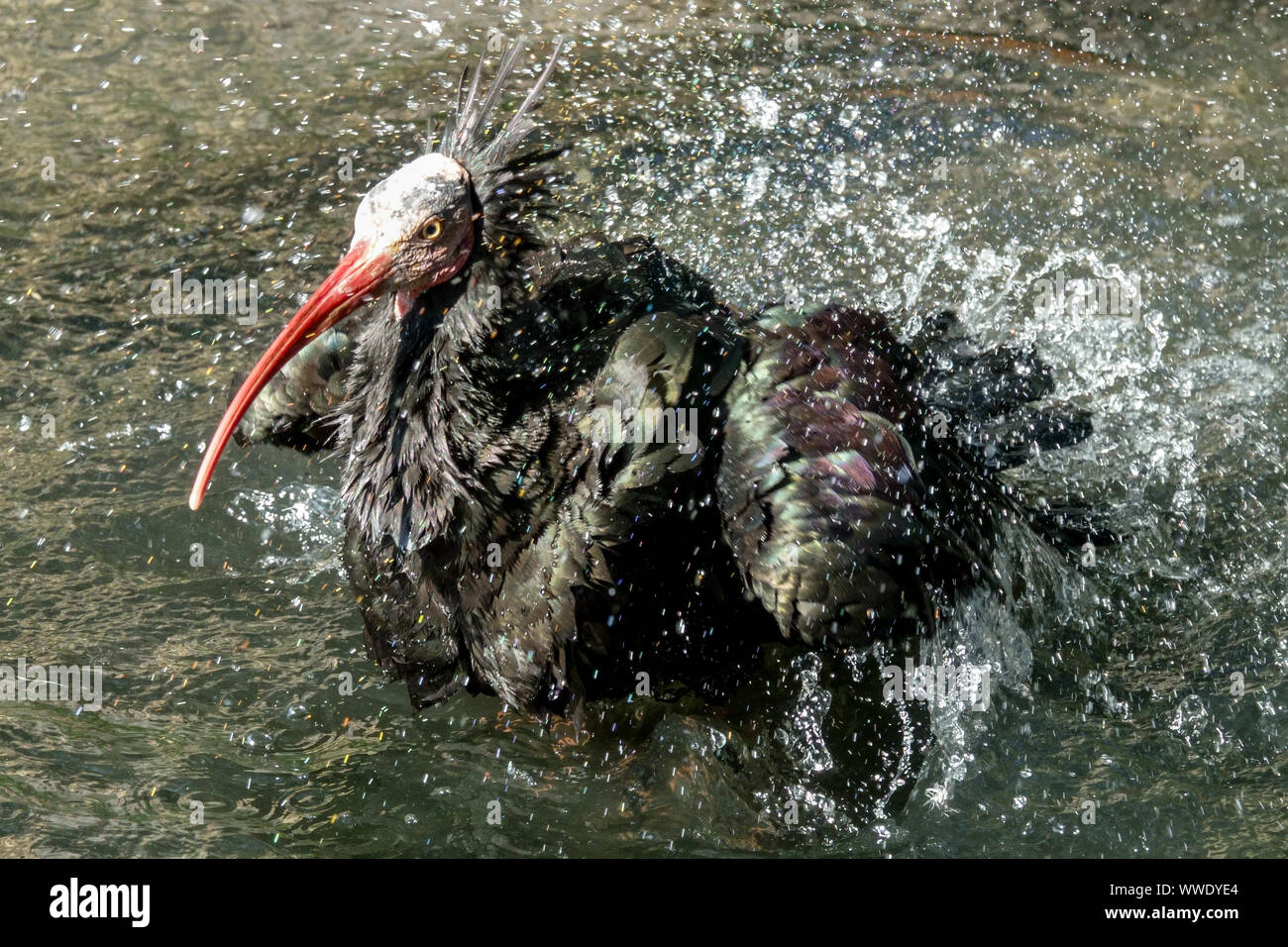 Vogelbad Spritzwasser, Ibis Geronticus eremita, Waschen des Vogels Spritzen des Vogels lustig Stockfoto