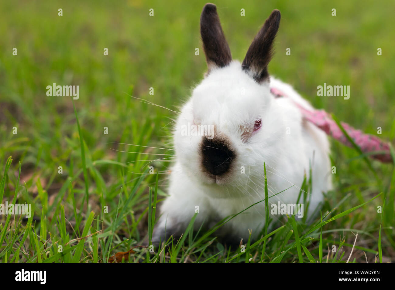 Der Hase Lauft Stockfotos Und Bilder Kaufen Alamy