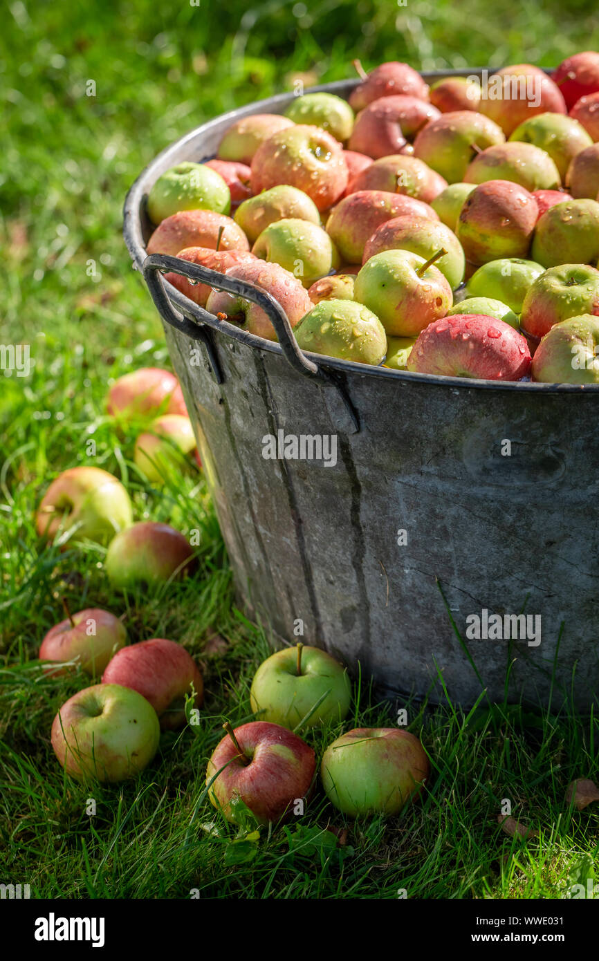 Frisch geerntete und wusch die Äpfel im sonnigen Garten Stockfoto