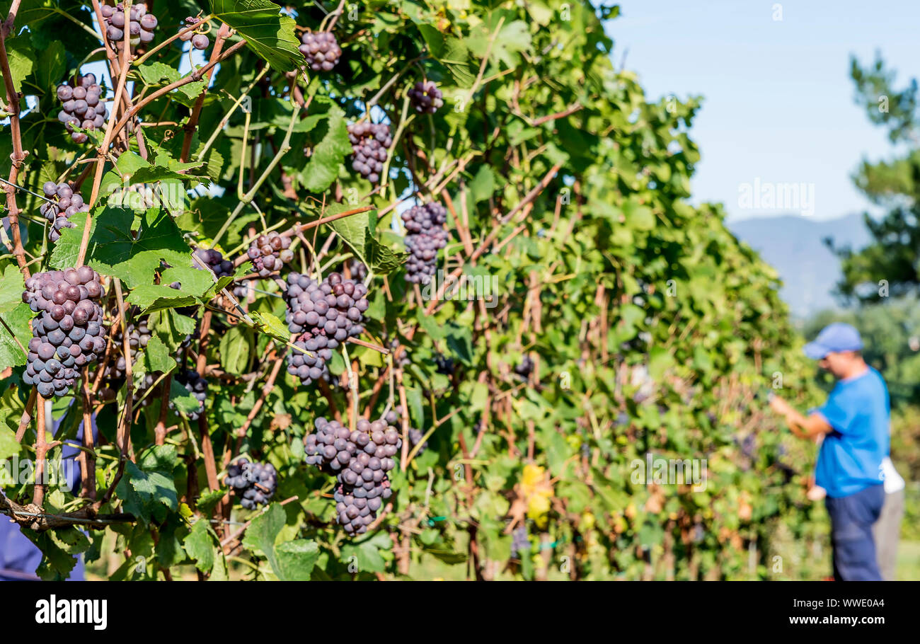 Trauben von schwarzen Trauben werden durch landwirtschaftliche Arbeitnehmer während der Ernte in einem Weingut im Chianti, Toskana, Italien Stockfoto