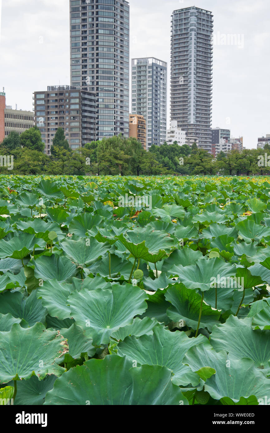 See in der Gegend von Ueno Park, Tokio, Japan Stockfoto