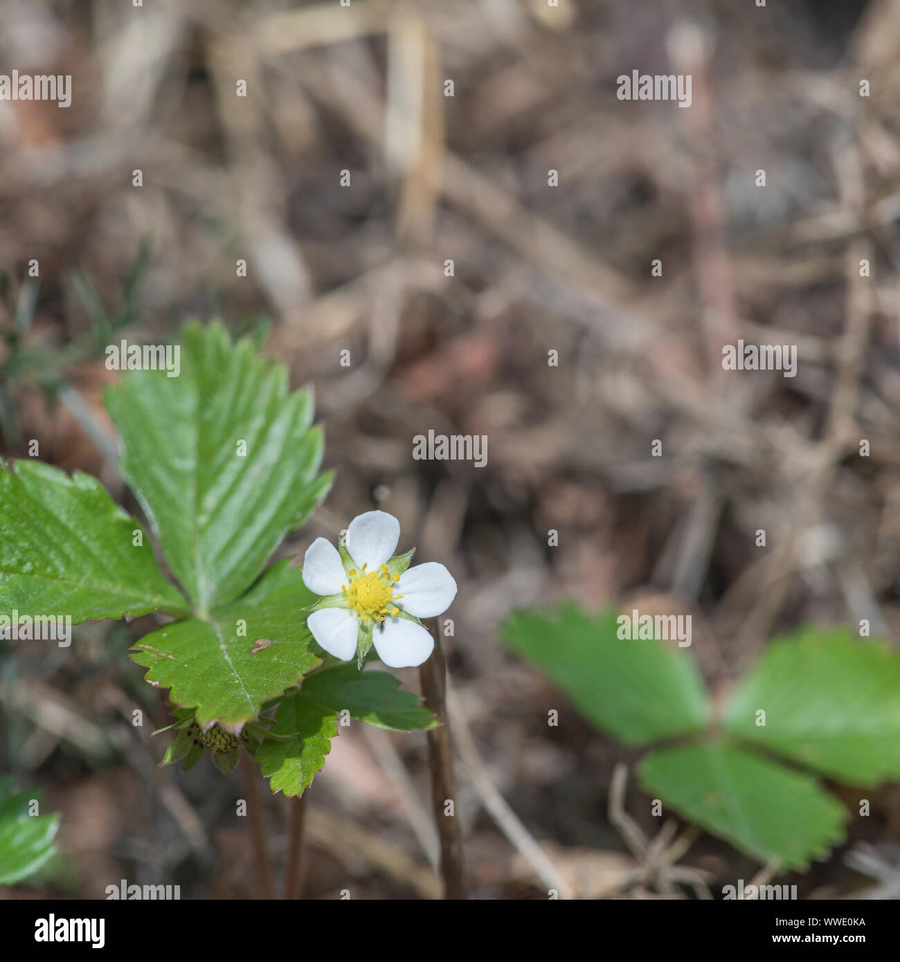 Makro Nahaufnahme der Wilde Erdbeere/FRAGARIA VESCA Blume - kleine Frucht ist eine echte Hecke/Landschaft Festlichkeit für wild Essen foragers. Stockfoto