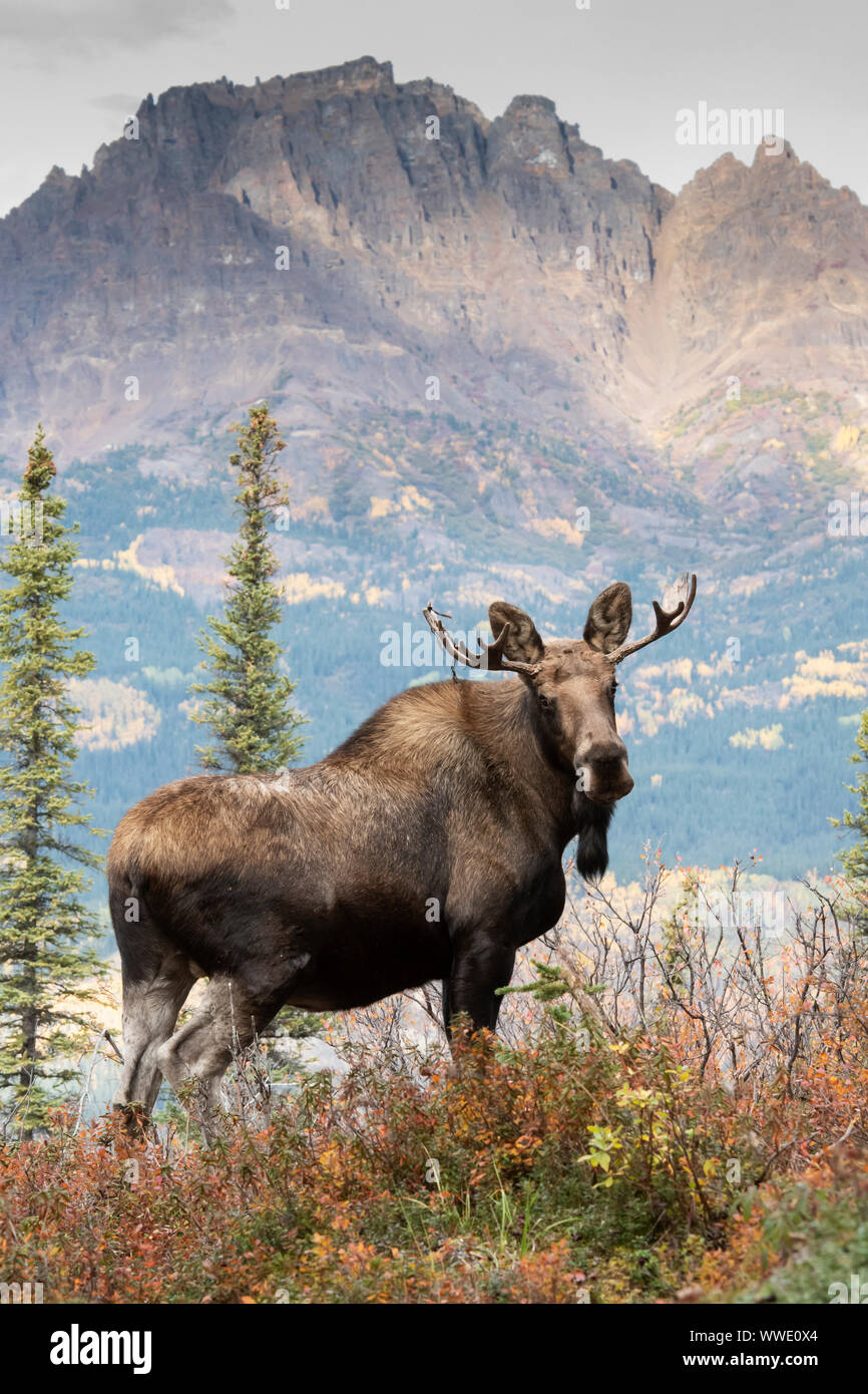 Nordamerika; USA; Alaska; Tierwelt; Elch; Alces alces gigas; Herbst Stockfoto