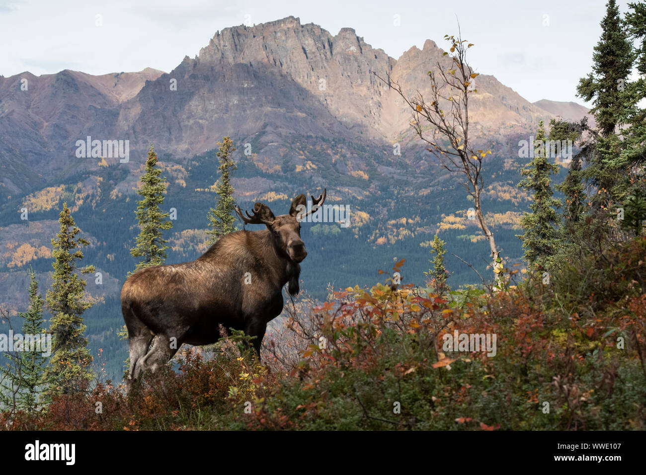 Nordamerika; USA; Alaska; Tierwelt; Elch; Alces alces gigas; Herbst Stockfoto