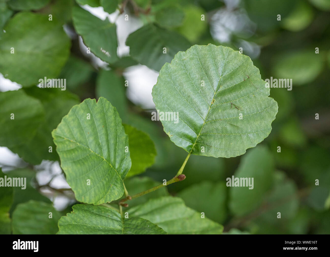Die jungen grünen Blätter der Gemeinsamen Erle/Alnus glutinosa Bäumchen. Einmal als Heilpflanze in pflanzliche Heilmittel verwendet. Stockfoto