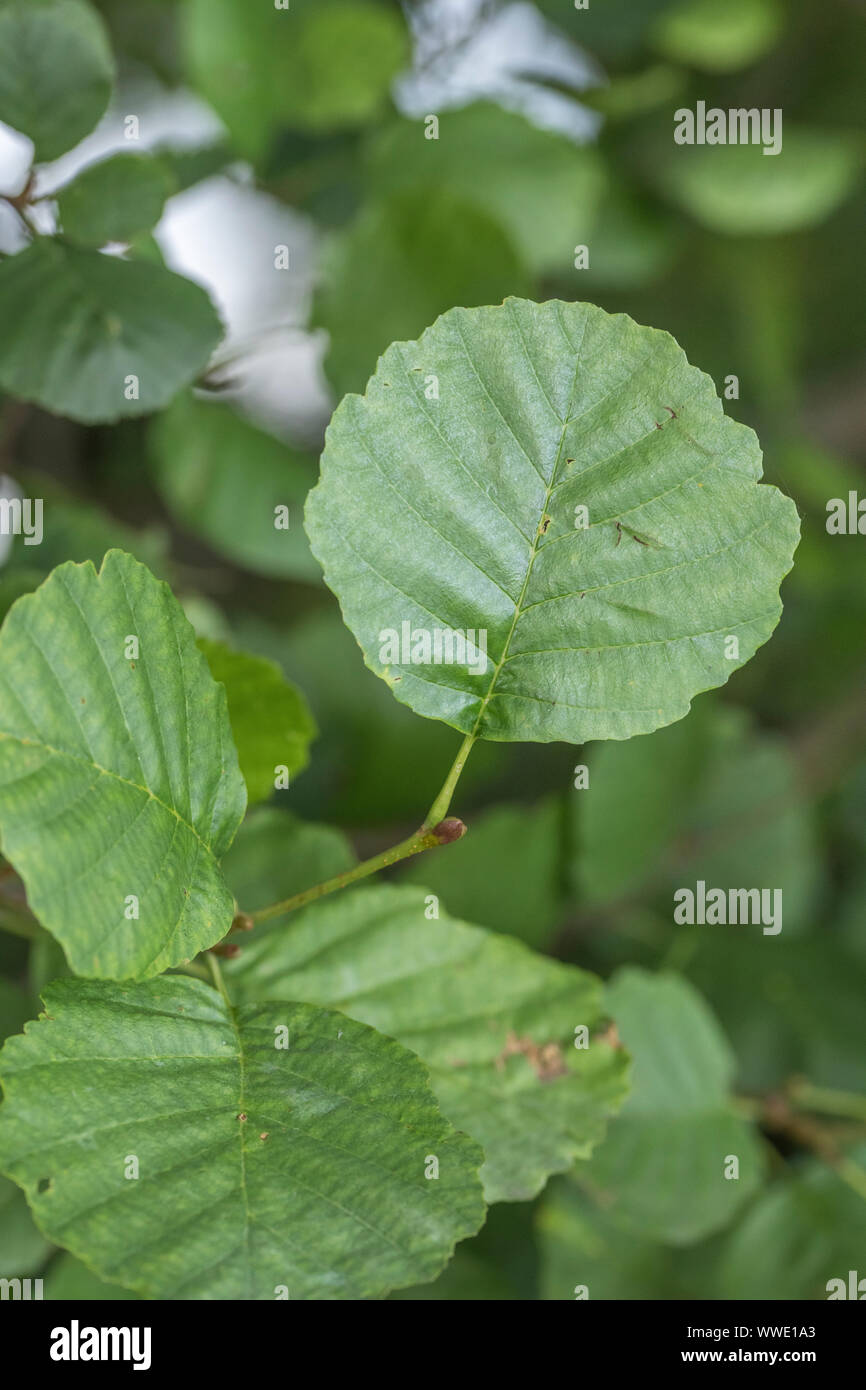 Die jungen grünen Blätter der Gemeinsamen Erle/Alnus glutinosa Bäumchen. Einmal als Heilpflanze in pflanzliche Heilmittel verwendet. Stockfoto