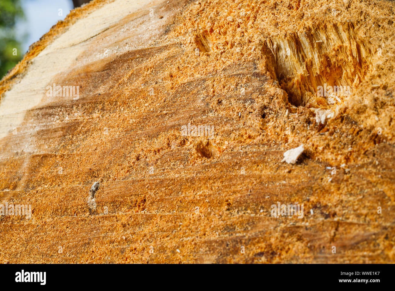 Trank einen alten Baum. Ein Apple. Der Holzverarbeitung. Textur. Stockfoto
