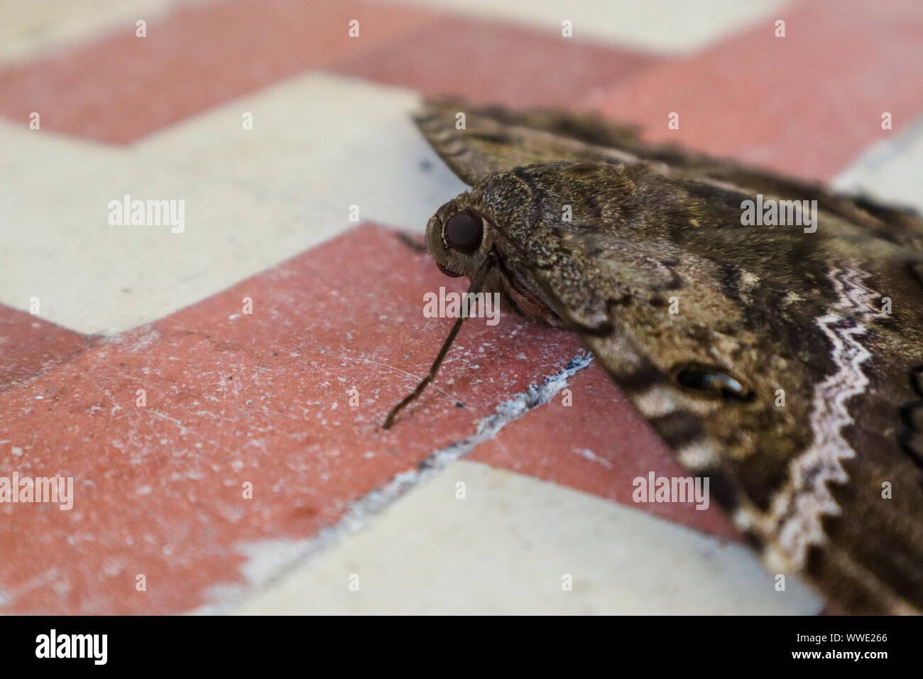 Insects of mexico -Fotos und -Bildmaterial in hoher Auflösung – Alamy