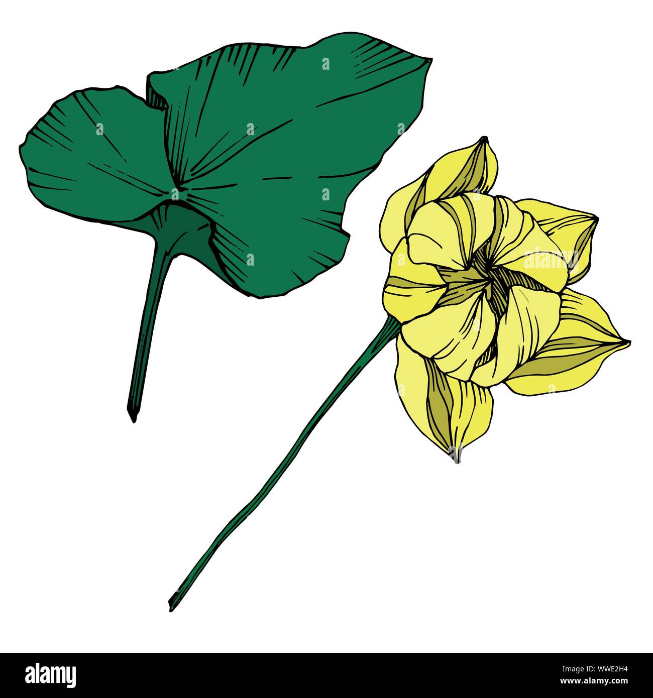 Vektor Lotus Blumen botanischen Blume. Schwarz und weiß eingraviert Tinte Art isoliert Lotus Abbildung Element. Stock Vektor