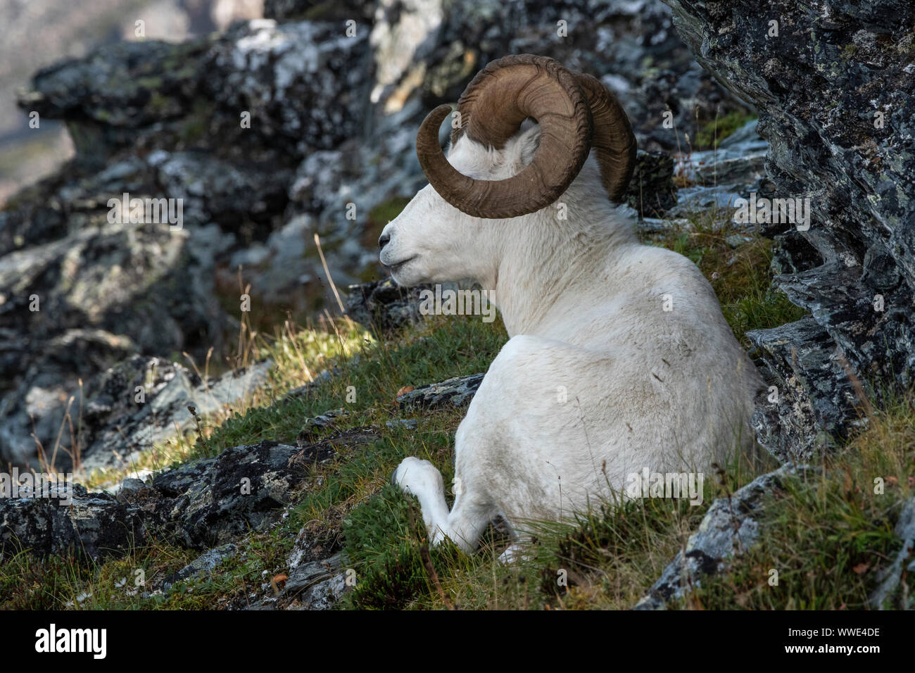 Nordamerika; USA; Alaska; Denali National Park; Tierwelt; Dall Schaf, Ovis dalli; Ram; Sommer Stockfoto