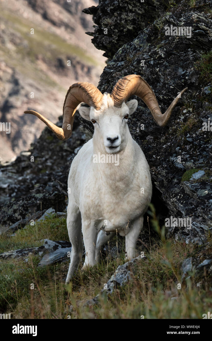 Nordamerika; USA; Alaska; Denali National Park; Tierwelt; Dall Schaf, Ovis dalli; Ram; Sommer Stockfoto