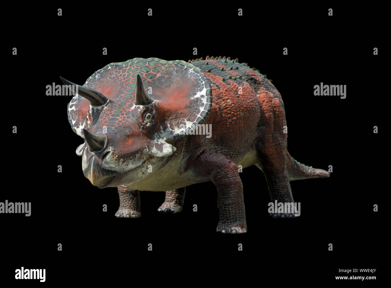 Triceratops auf schwarzem Hintergrund isoliert. Triceratops ist ein Pflanzenfresser Dinosaurier lebte in der Kreidezeit Stockfoto