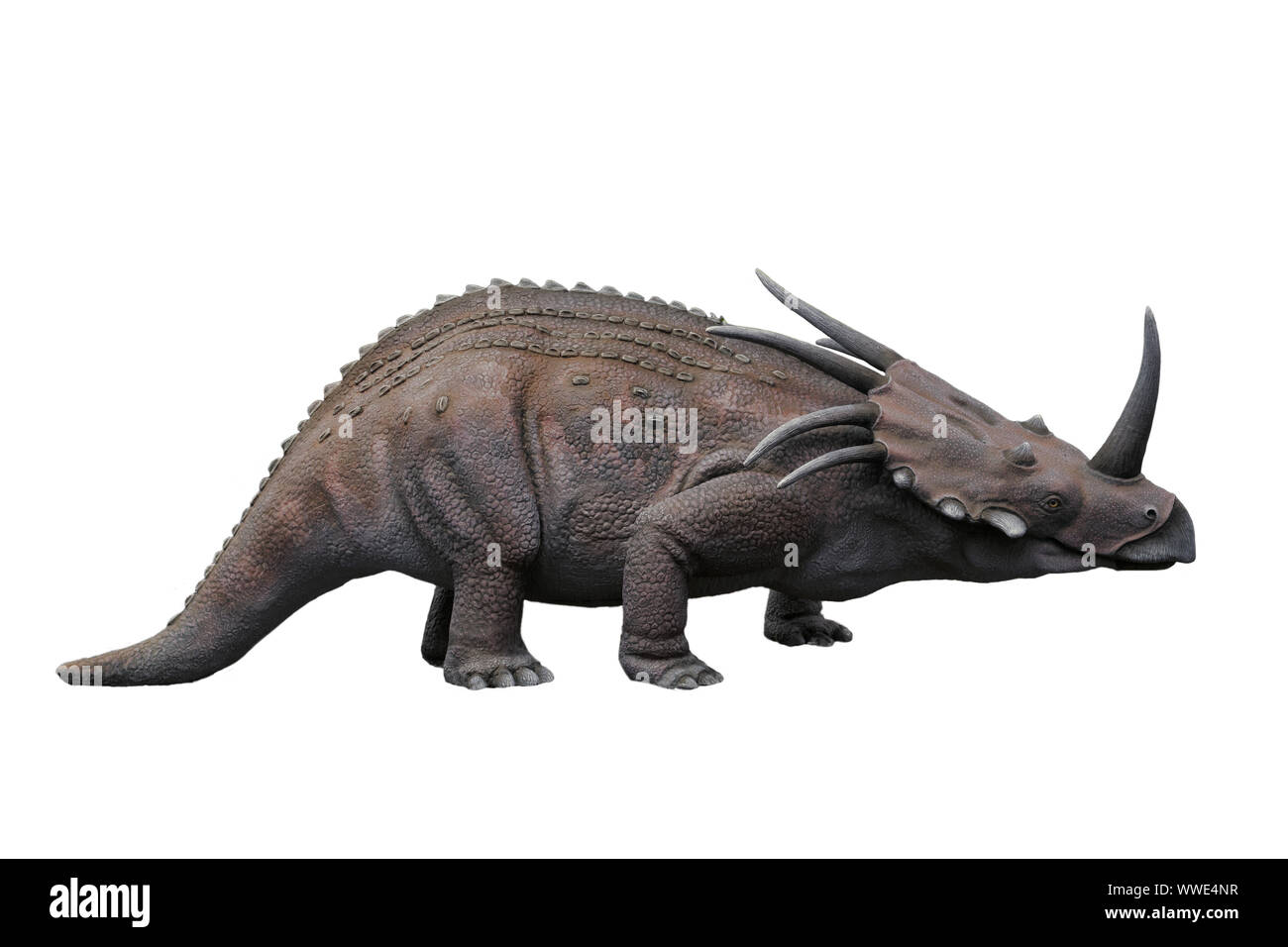 Portrait von styracosaurus auf weißem Hintergrund. styracosaurus ist ein Pflanzenfresser Dinosaurier der Kreidezeit gelebt Stockfoto